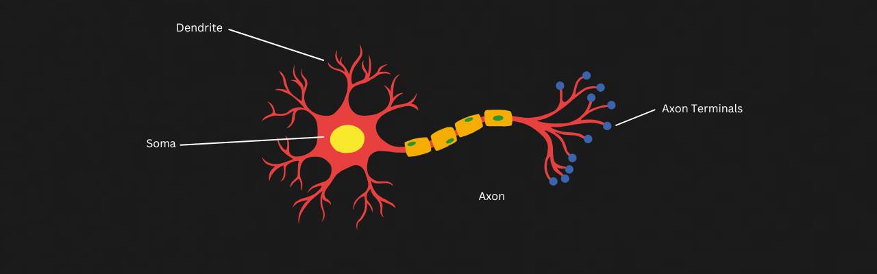 Structure of a Typical Neuron